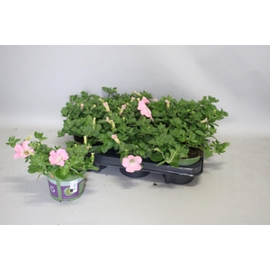 Petunia Sanguna Sweet Pink