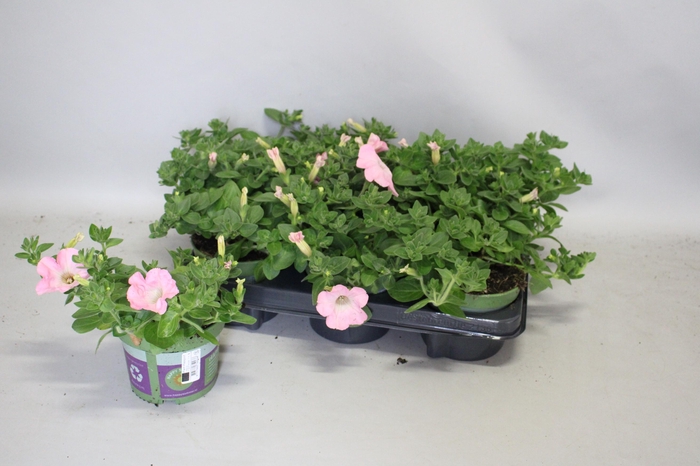 <h4>Petunia Sanguna Sweet Pink</h4>