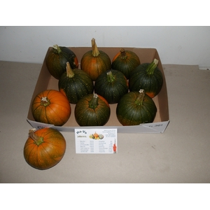 CUC MAXIMA HALLOWEEN
