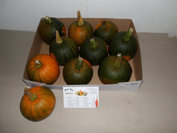 <h4>CUC MAXIMA HALLOWEEN</h4>