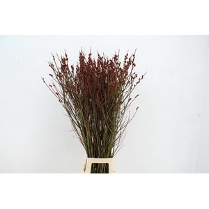 Salix gracilistyla Melanostachys