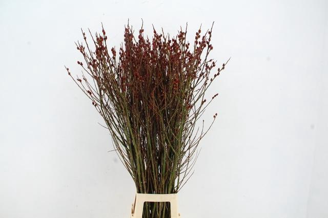 <h4>Salix gracilistyla 'Melanostachys'</h4>