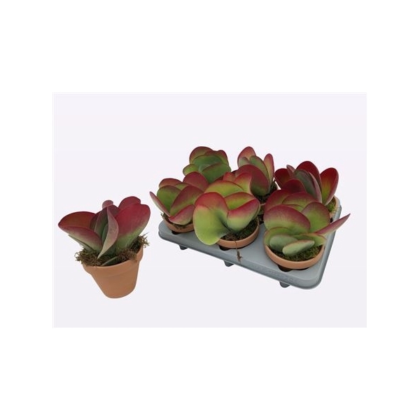 <h4>Kalanchoe Thyrsiflora Ceramic</h4>