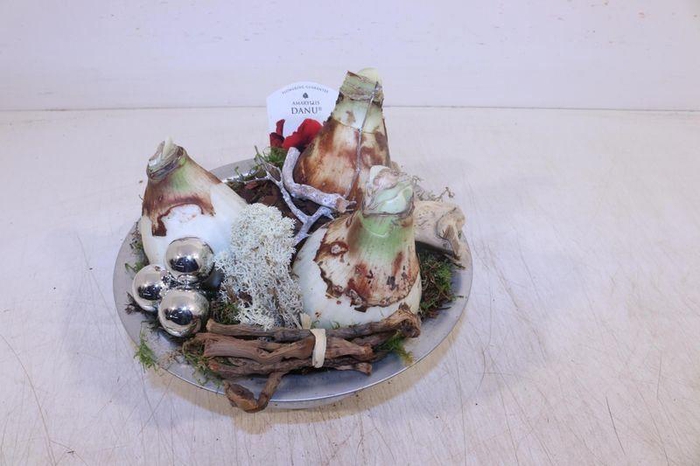 <h4>ARR HIPPEASTRUM</h4>