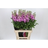 Matthiola Iron Pink