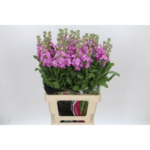 Matthiola Iron Pink