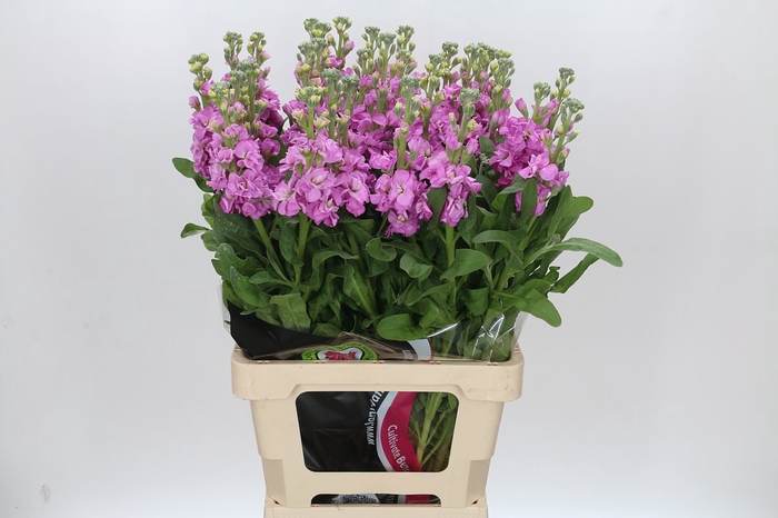 <h4>Matthiola Iron Pink</h4>