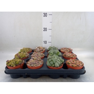 Lithops sp.