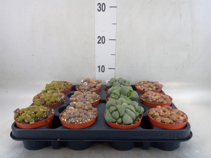 <h4>Lithops sp.</h4>