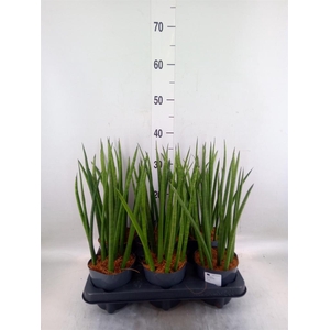 Sansevieria cyl.  ...