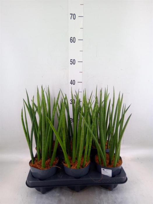 <h4>Sansevieria cyl.  ...</h4>