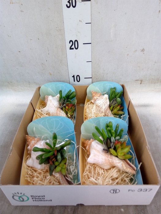 <h4>Planten  ..in schelp L%</h4>