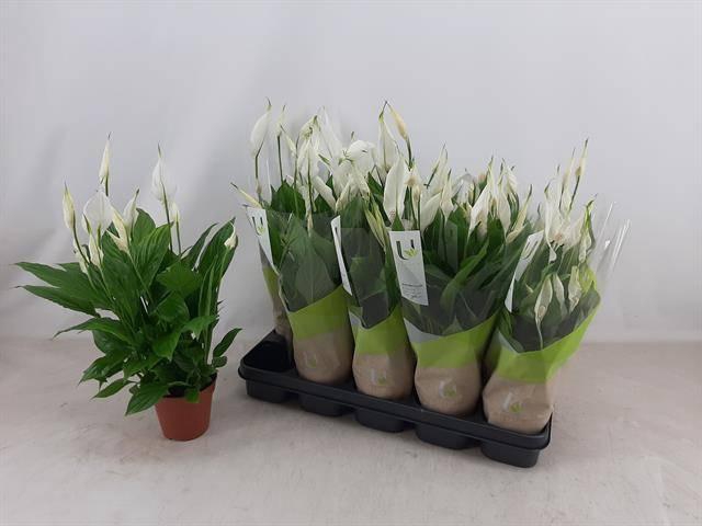 <h4>SPATH TORELLI</h4>