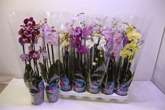 <h4>arr8 Phal Gem 6 Kl</h4>