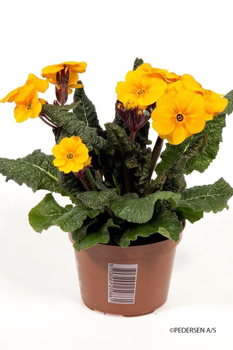 <h4>PRIMULA VERIS p11</h4>