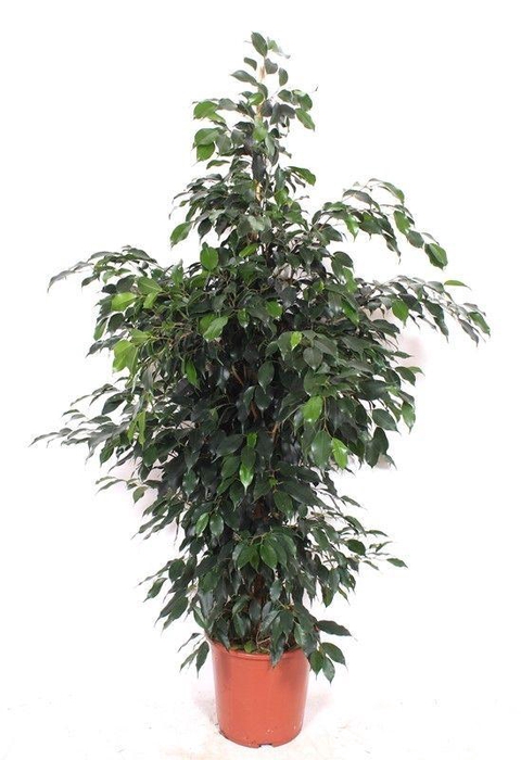 <h4>Ficus Danielle</h4>