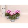 Cyclamen Super Serie Fuji Dark Violet