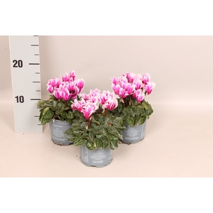 Cyclamen Super Serie Fuji Magenta