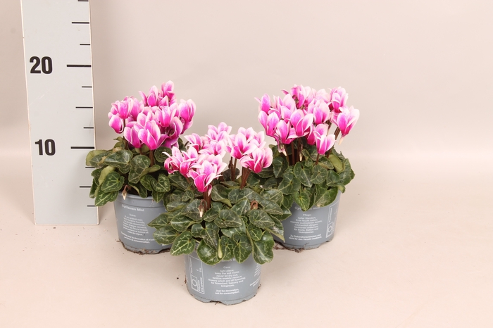 Cyclamen Super Serie Fuji Magenta