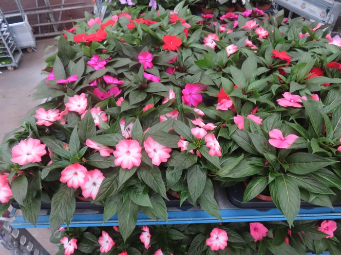 <h4>IMPAT NG MIXK 4 KL</h4>