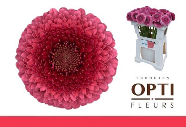 <h4>GE MB POM GONZO</h4>