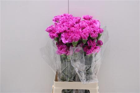 <h4>Di St Farida</h4>