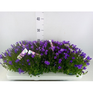 Campanula porten. 'Ambella In Prpl'