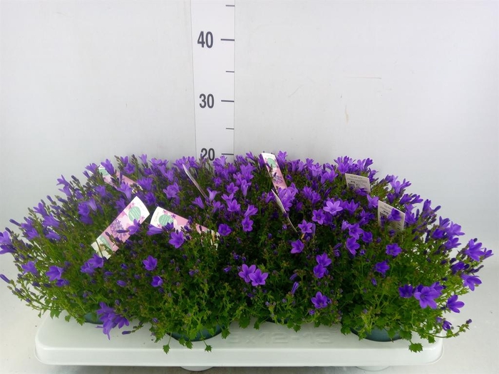 <h4>Campanula porten. 'Ambella In Prpl'</h4>