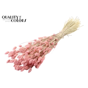 Phalaris per bunch Intense Frosted Pink