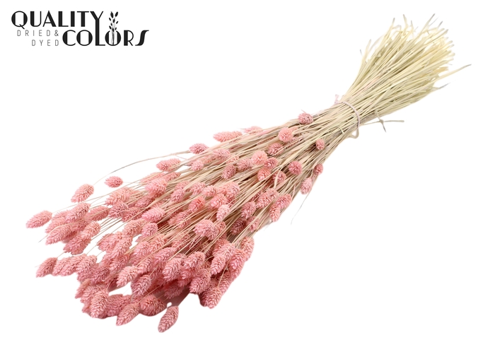 <h4>Phalaris per bunch Intense Frosted Pink</h4>