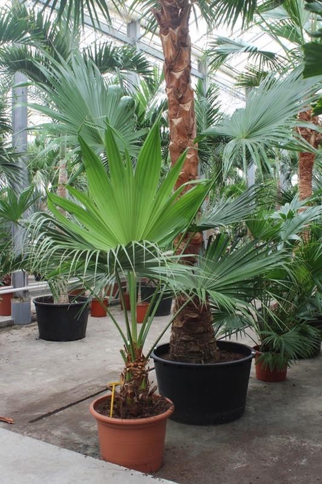 <h4>Livistona chinensis</h4>