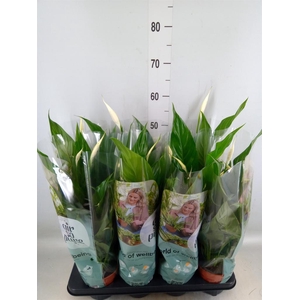 Spathiphyllum  'Sweet Chico'