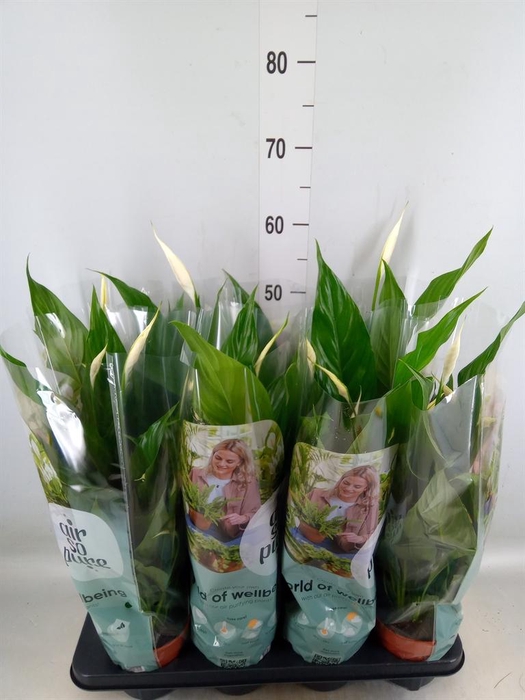 <h4>Spathiphyllum  'Sweet Chico'</h4>