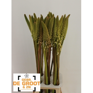 EREMURUS HIMALAICUS