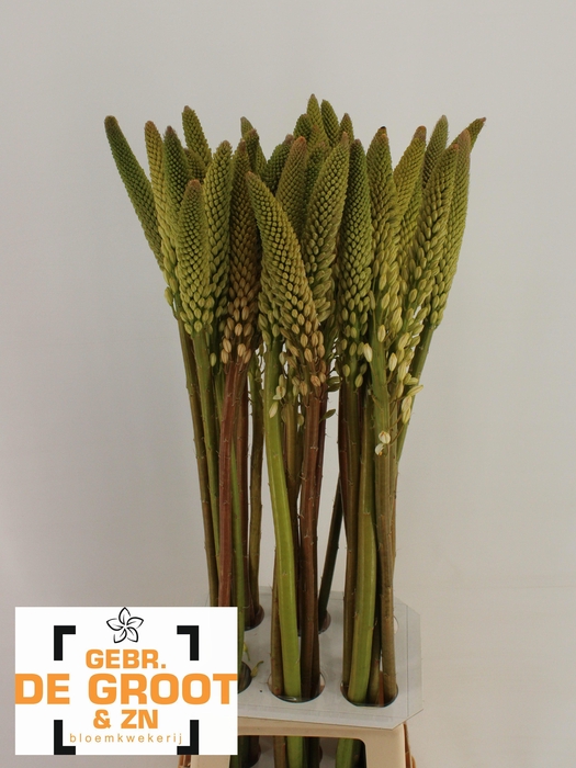 <h4>EREMURUS HIMALAICUS</h4>