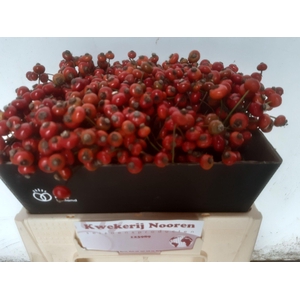 ROSA RED HOOIJDONK