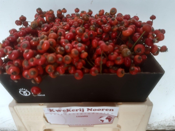 <h4>ROSA RED HOOIJDONK</h4>