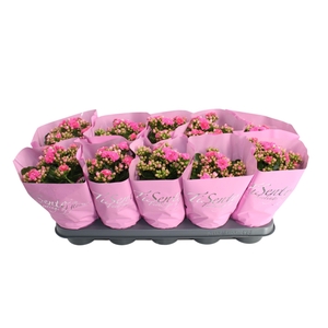 KAL GE PERFECTA ROSA