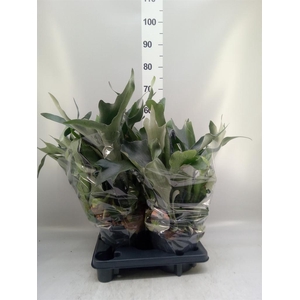 Platycerium bifurc.