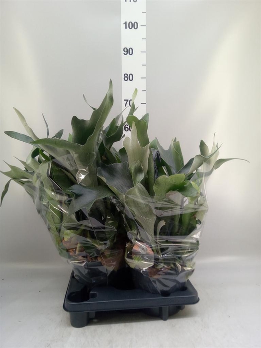 <h4>Platycerium bifurc.</h4>
