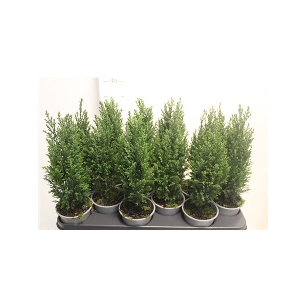 <h4>Chamaecyparis Lawsoniana 'ellwoodii'</h4>