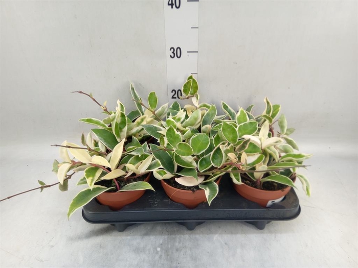 <h4>Hoya carnosa 'Krimson Queen'</h4>