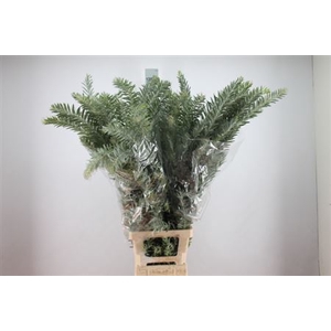 Acacia Mimosa Luna D Argenta Xxl