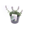 Nepeta