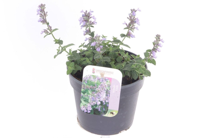 Nepeta