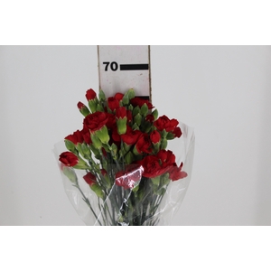CRAVO SPRAY 070 CM VERMELHO