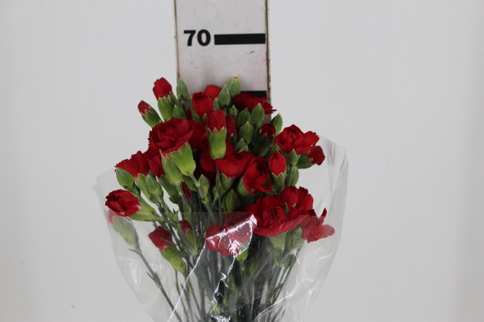 <h4>CRAVO SPRAY 070 CM VERMELHO</h4>
