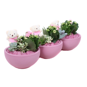 Opgemaakte valentijn schaal met 2x suc 5,5 cm en kalanchoe 6 cm