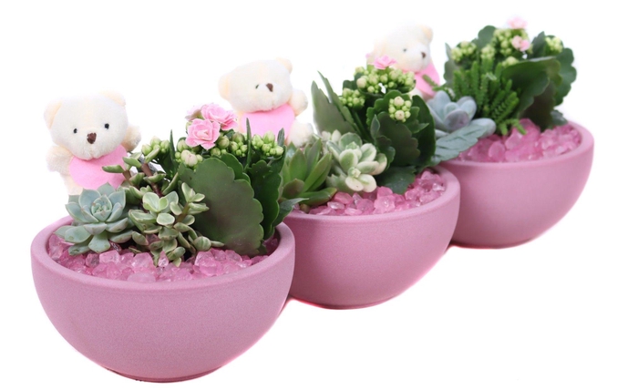 <h4>Opgemaakte valentijn schaal met 2x suc 5,5 cm en kalanchoe 6 cm</h4>