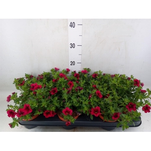 Calibrachoa  'Minifam Purple'